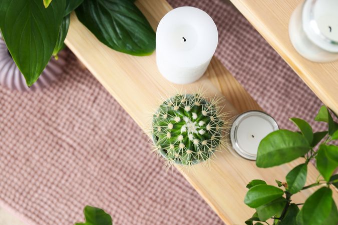 Cozy hobby - growing indoor plants at home