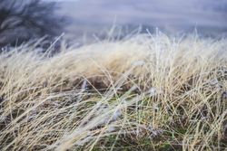 Long grass field with frost in winter