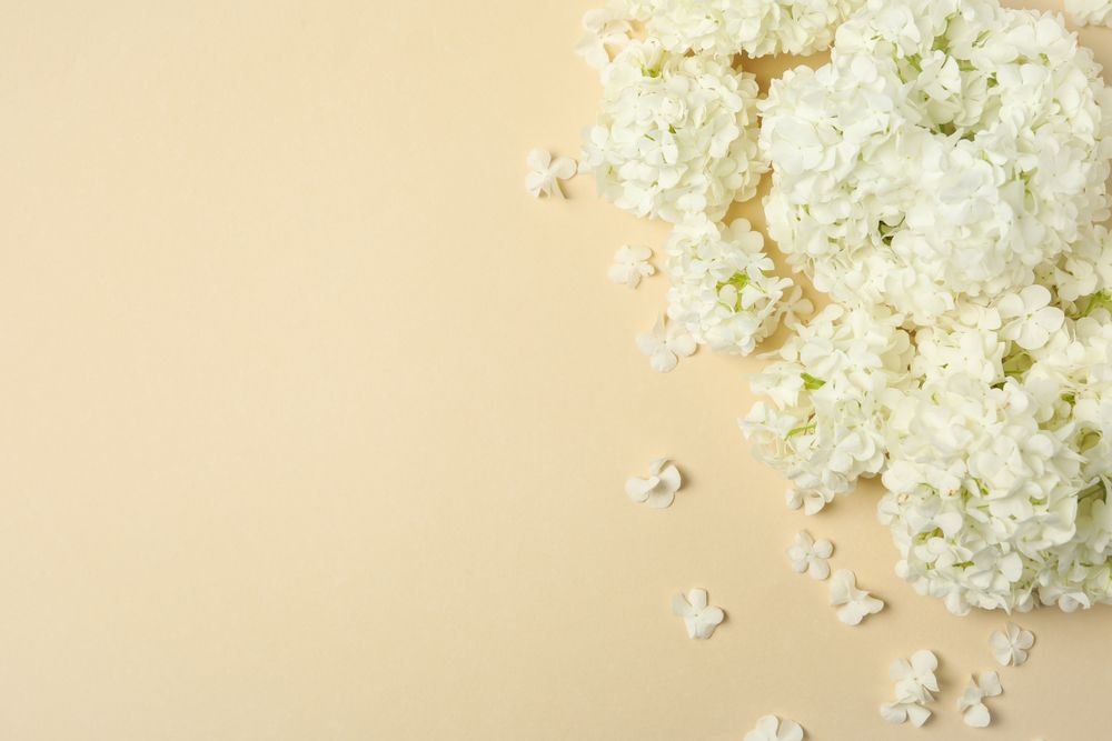 Beautiful hydrangea flowers on beige background. Spring plant