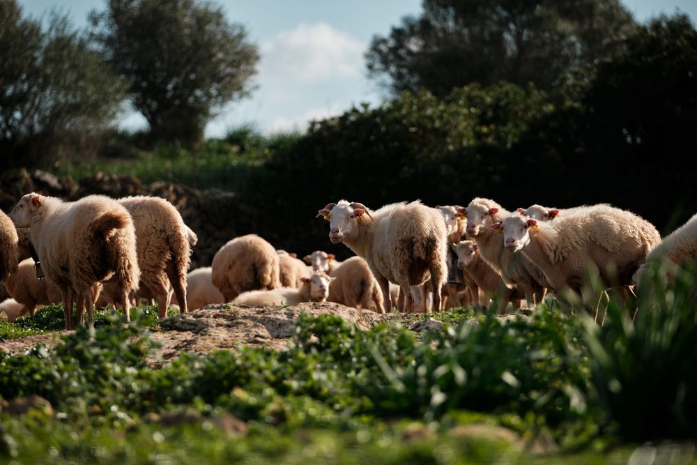 Flock of sheep on pasturing on green lawn