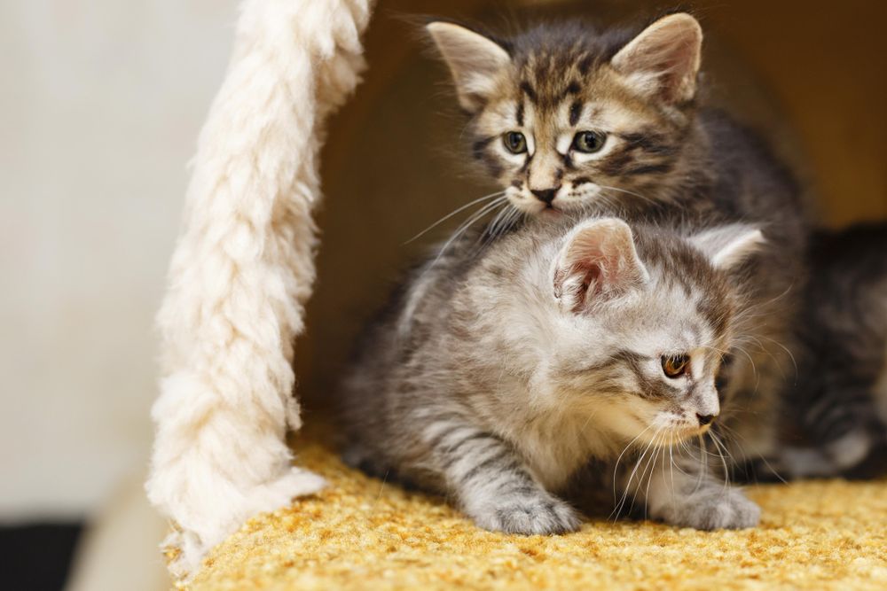 Kitten brother and sister sitting with each other in cat home