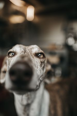 Funny greyhound looking out window
