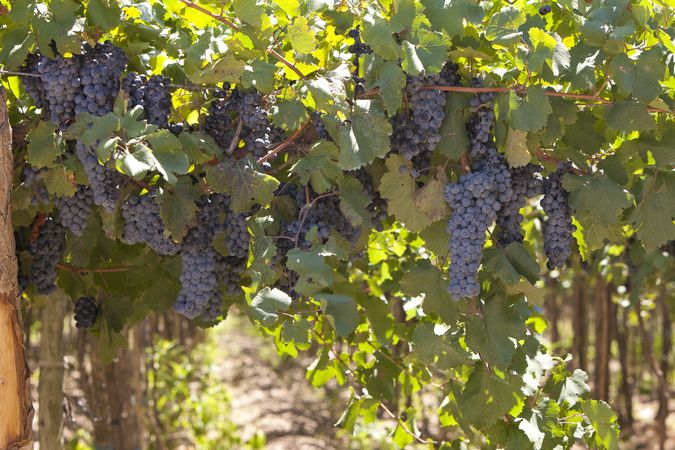 Grape harvest on plantation