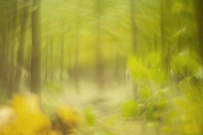 Blurred trees in green forest