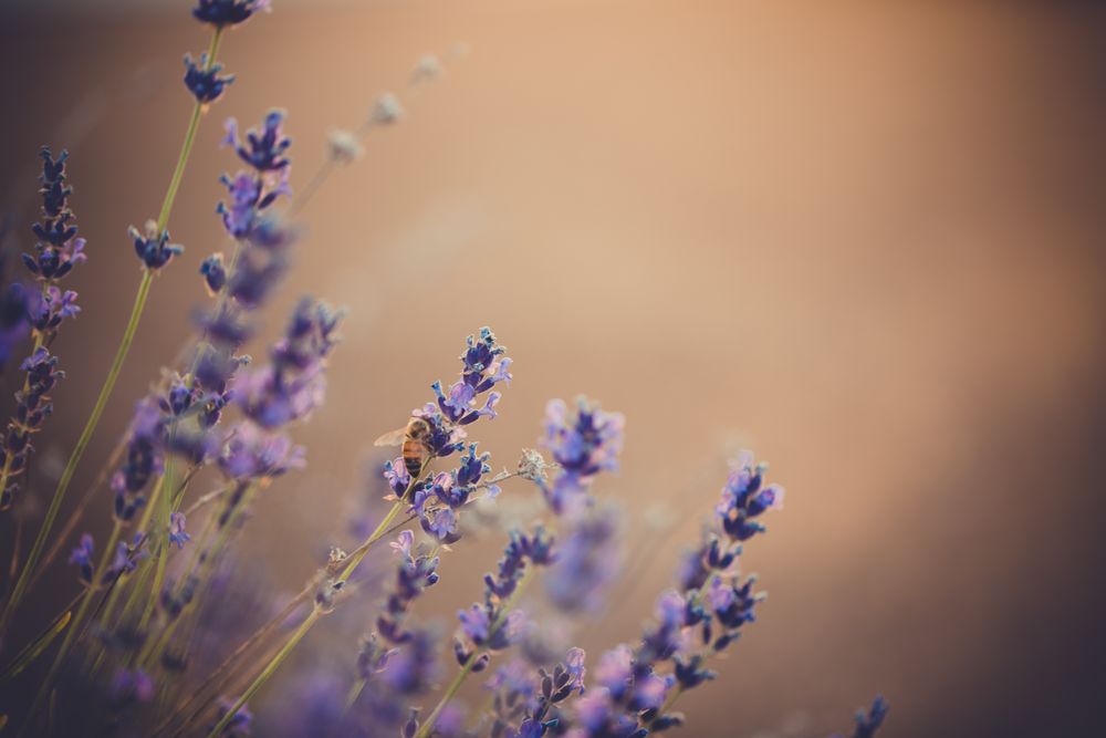 Bee on Lavender flower