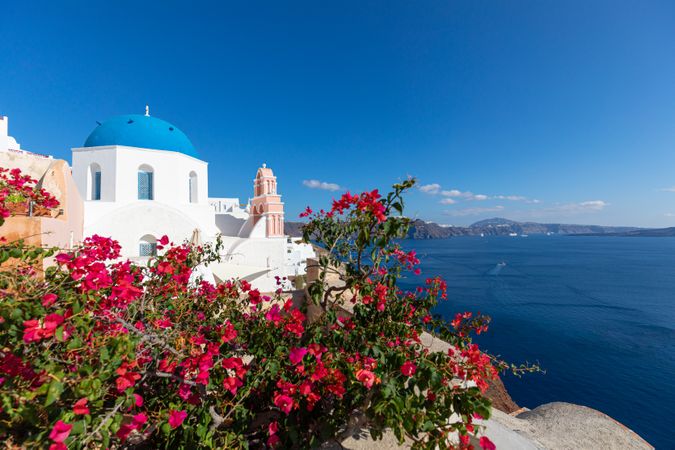 Pink flowers in front of a dome on a clear day