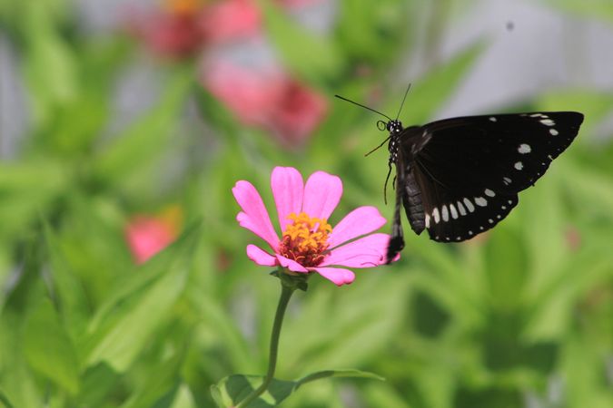 Flower and Butterfly