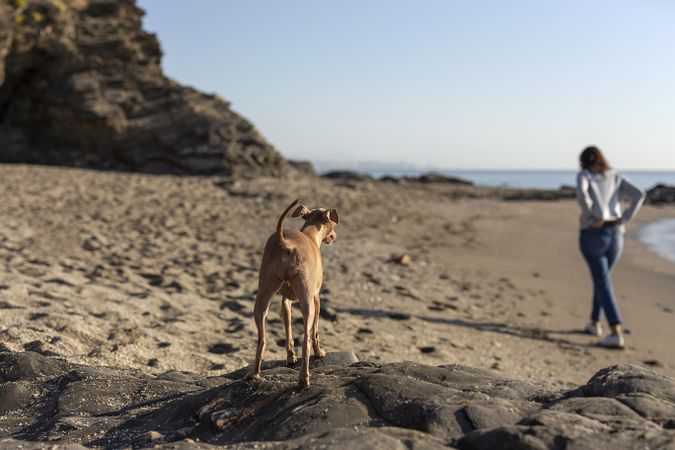 Beautiful brunette woman playing with dog on the beach
