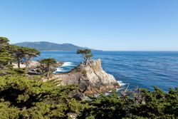 Sea cliff with lone cypress tree in Monterey, California P4ZEW5