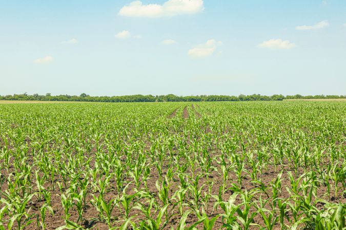 Green corn field against sky, space for text. Agriculture