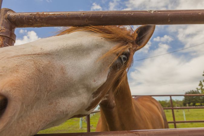 Brown horse standing behind paddock fence