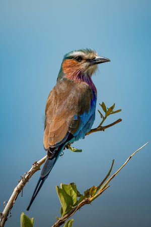 Lilac-breasted roller with catchlight on leafy twig