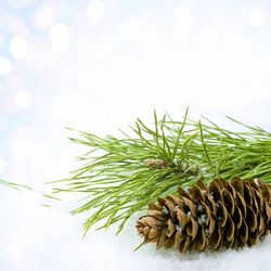 Branch and pinecone with wintry background