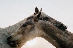 Funny horses on meadow