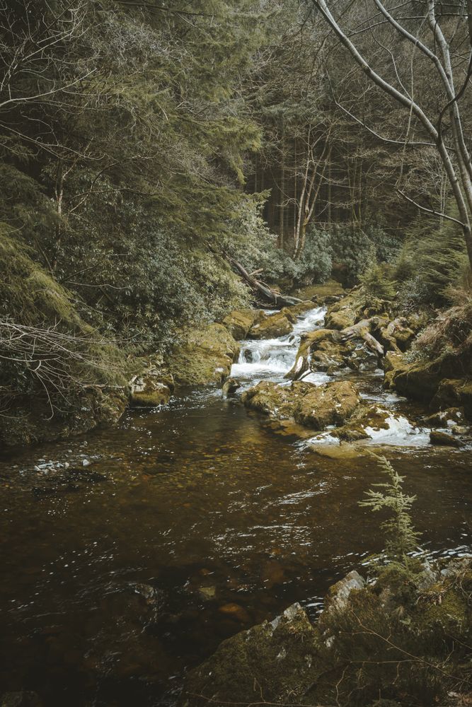 Raging river flowing through old forest