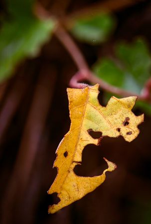 hollow yellow leaves