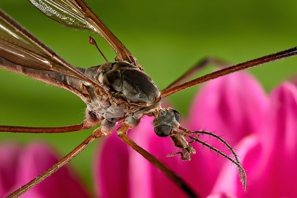 Mosquito on Flower Macro Shot