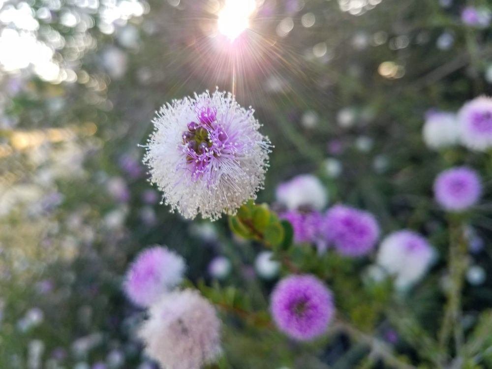 Honey myrtle, close up