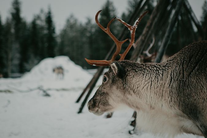 Reindeer in snowy countryside