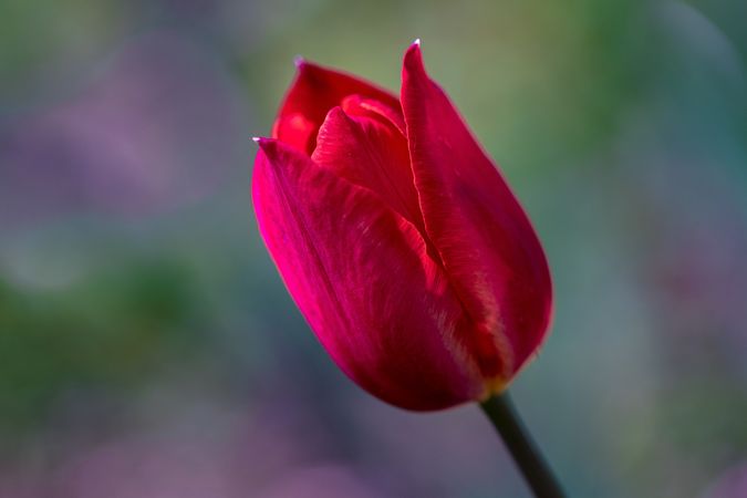 Side view of red tulip