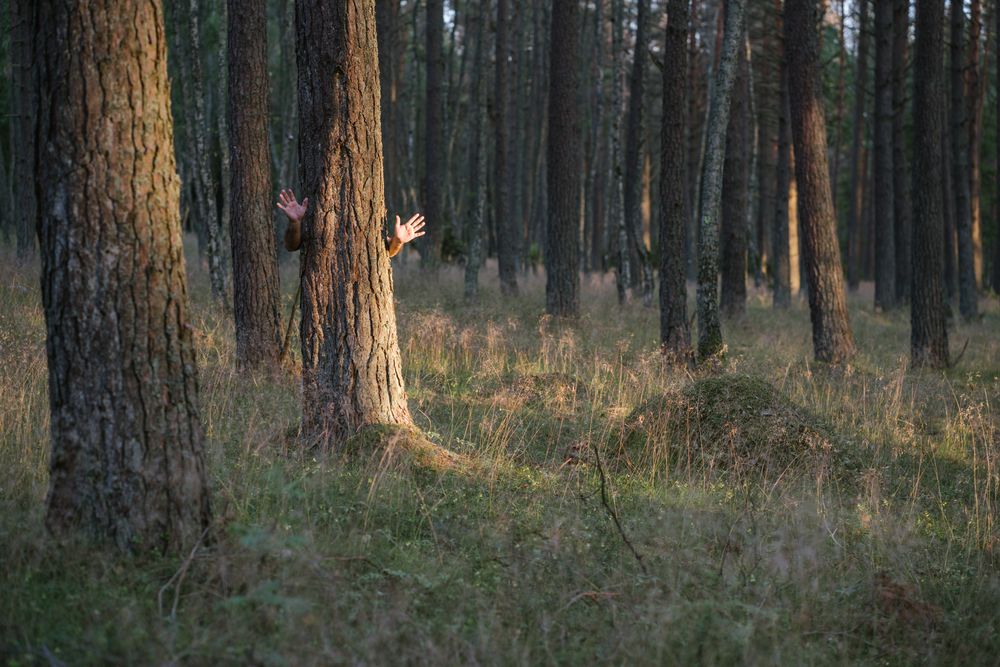 Anonymous man hiding behind pine tree waving hands while standing in forest
