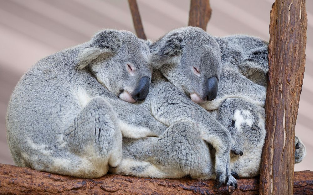 Koala bears on wooden tree branch