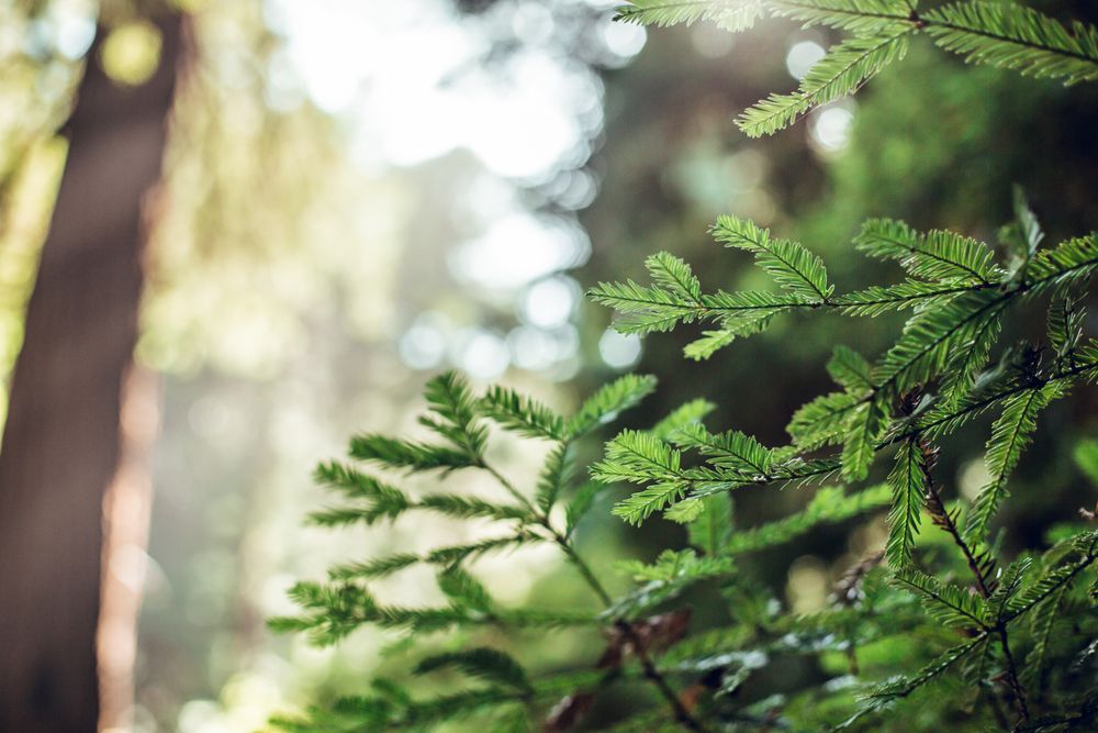 Green leaves of fern