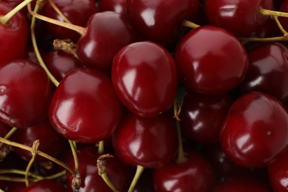 Ripe red fresh juicy cherry fruits close-up