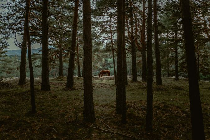 Peaceful horse eating grass at meadow by forest