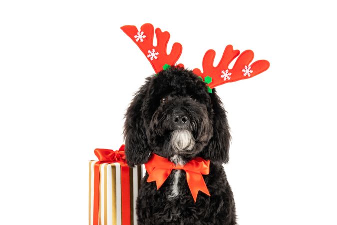 Christmas decorated dog isolated on light background