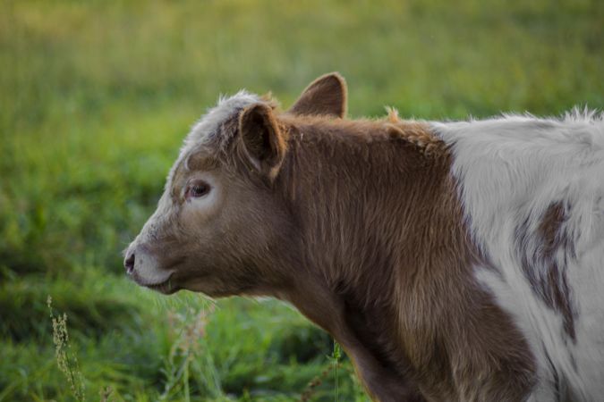 Brown cow and light on green field