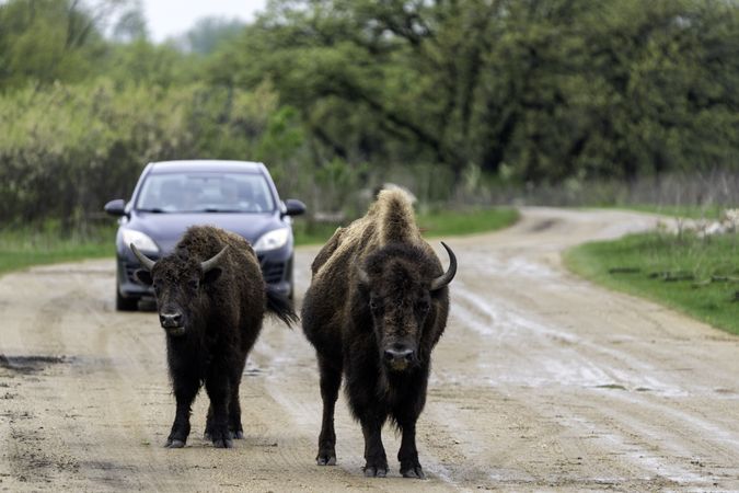 Two bison in front of a car on a muddy road