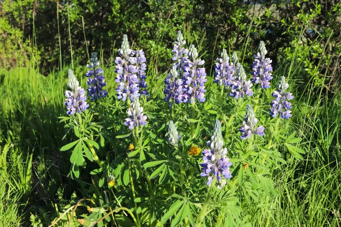 Large group of lupine flowers growing in green grass