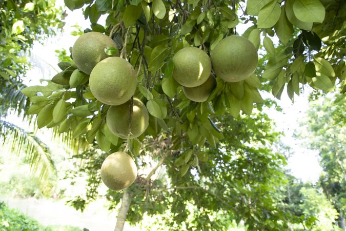 Green Pomelo (Citrus grandis) Pomelos are the most prominent fruits oranges  hanging on the tree branch