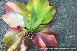 Fall leaves and pinecone with marijuana leaf on pavement 4Ar88b