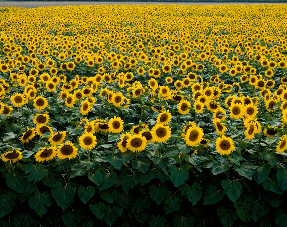 Vast field of sunflowers in Wisconsin