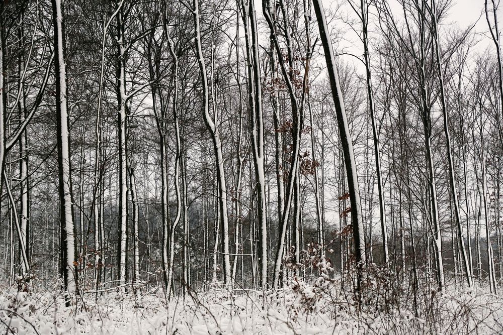 Winter forest with snowy trees