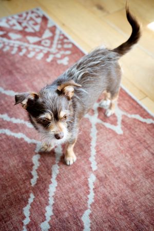 Cute small dog on red rug