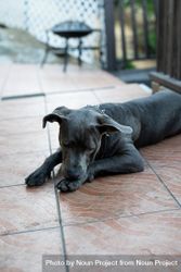 Grey pit bull mix dog resting outside on patio 0V69D0