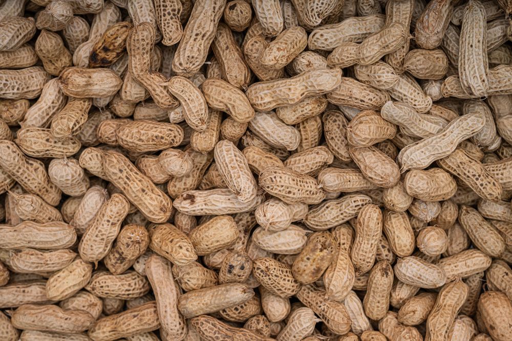 Freshly harvested and sun-dried peanuts