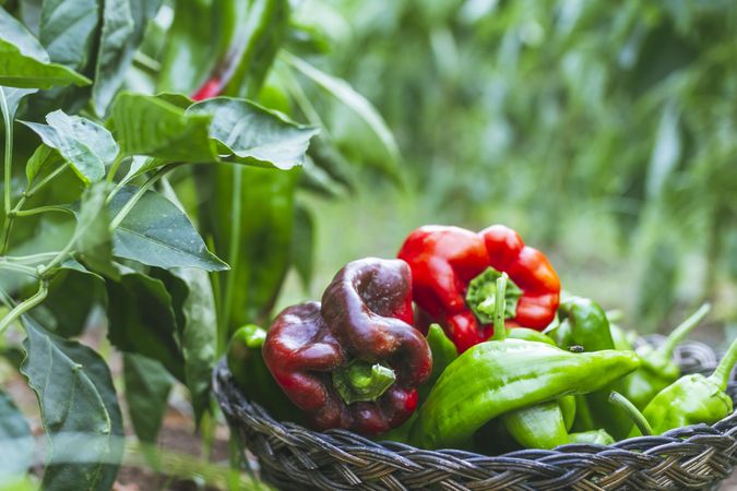 Green and red peppers in basket in garden