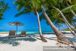Beach with reclining chairs and palm trees and crystal clear waters 5qWVwb