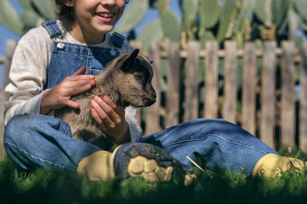 Smiling child stroking purebred little goat on grassy meadow