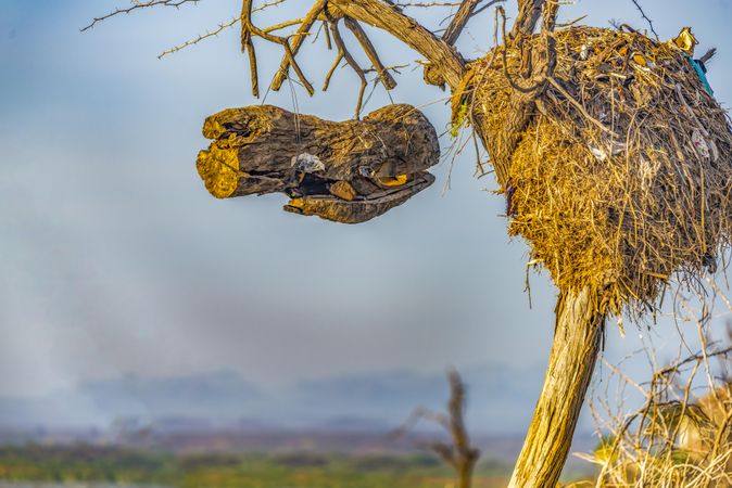 Bee hive hanging from tree branch, Lake Baringo, Kenya