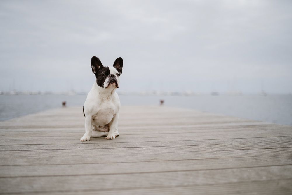 Cute dog on pier near sea