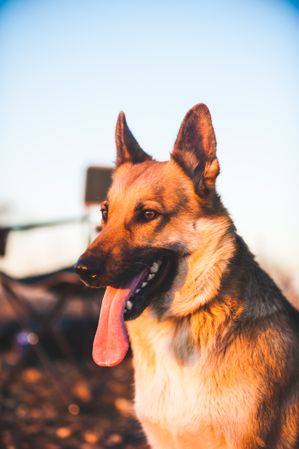 Funny dog in countryside during sunset