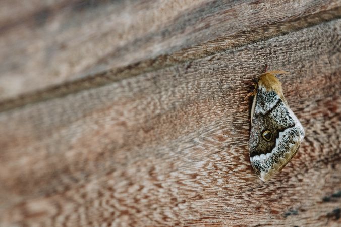 Gray moth on wooden surface