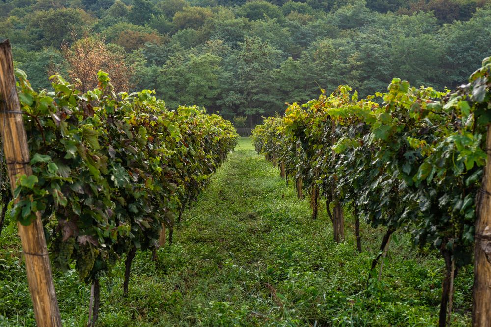 The vineyard in Lopota, Georgia