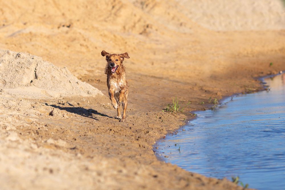Golden Retriever running along the sand