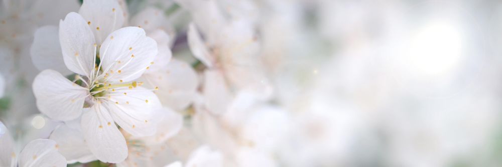 Light flowers in close-up